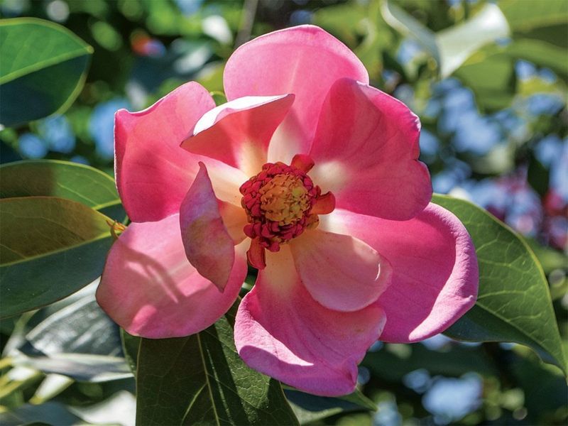 Magnolia