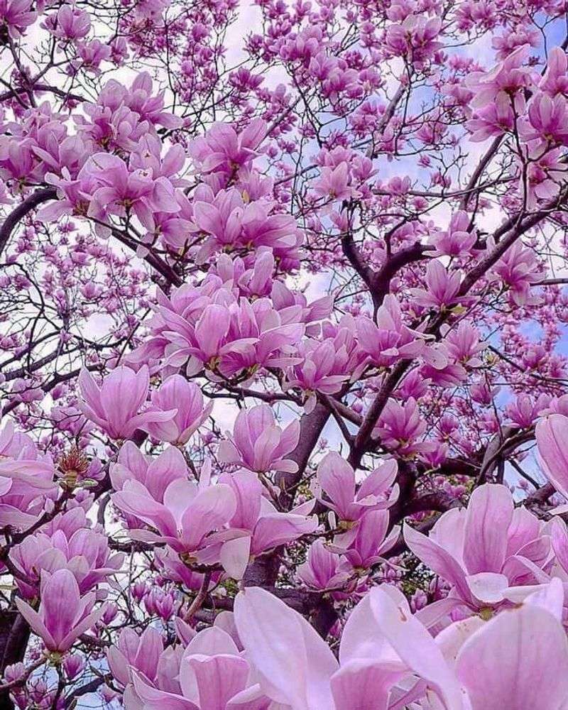 Magnolia