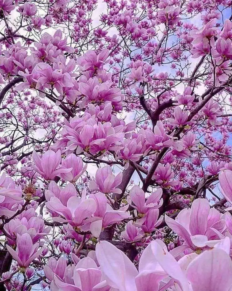 Magnolia
