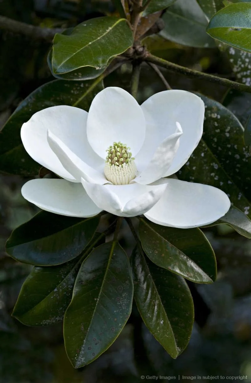 Magnolia