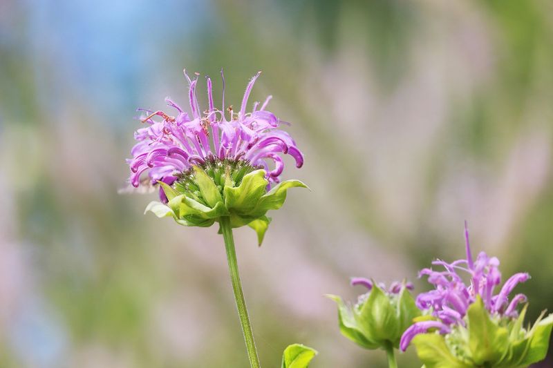 Bee Balm