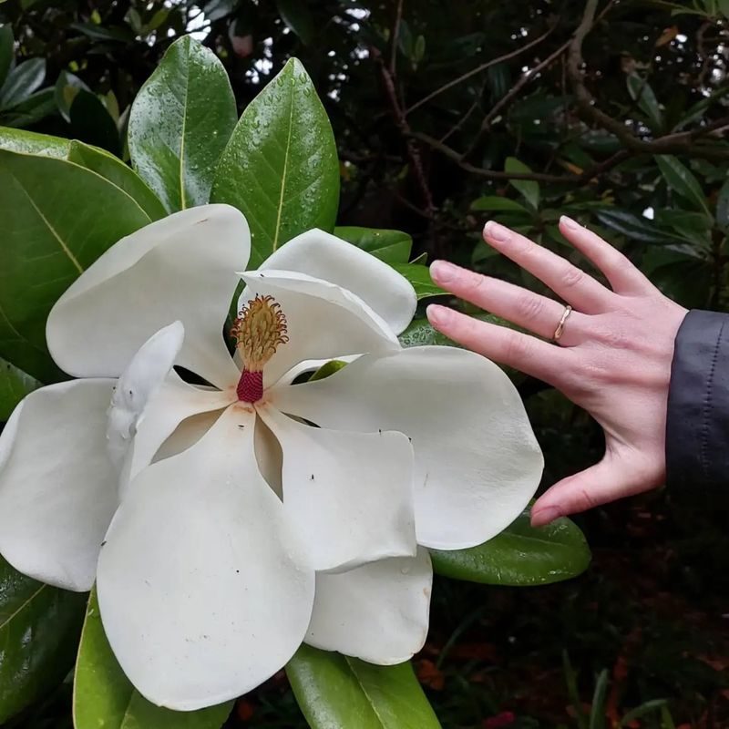 Magnolia