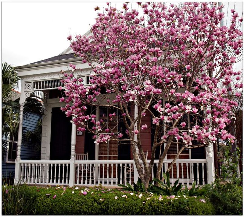 Magnolia Tree