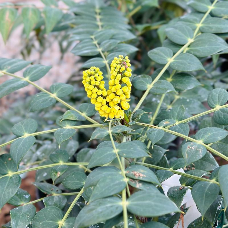 Mahonia