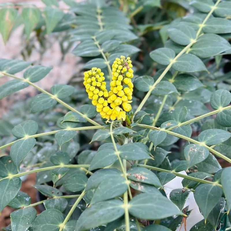 Mahonia