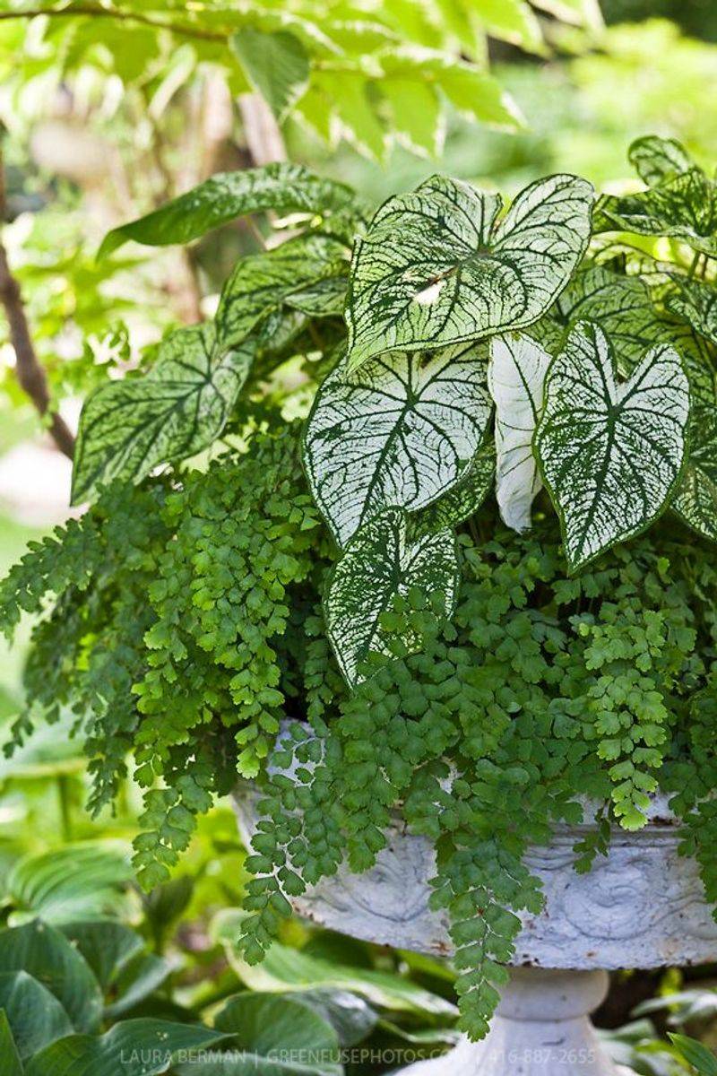 Maidenhair Fern