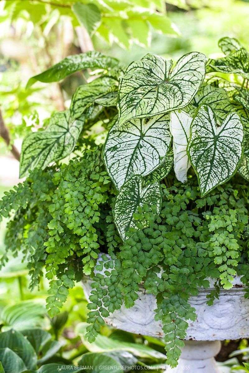 Maidenhair Fern