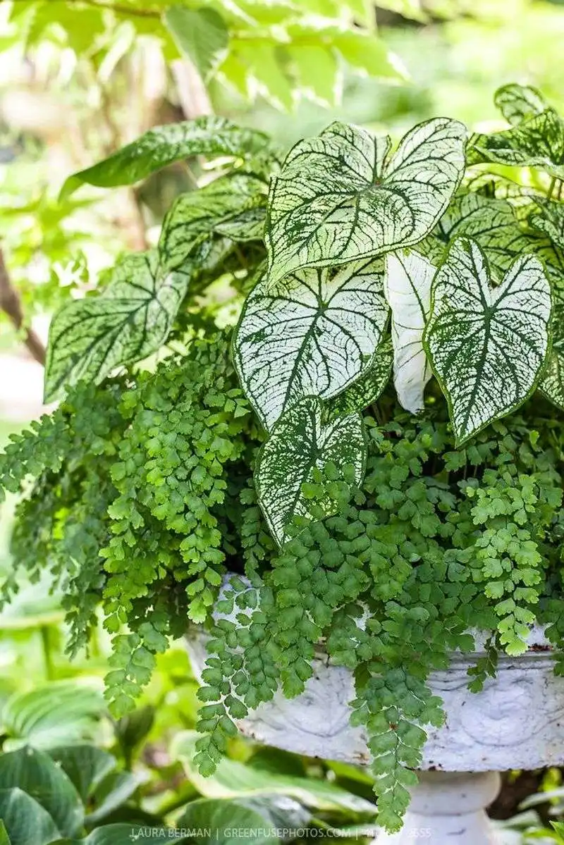 Maidenhair Fern