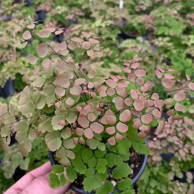 Maidenhair Fern