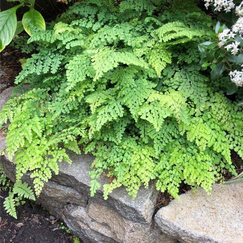 Maidenhair Fern (Adiantum)