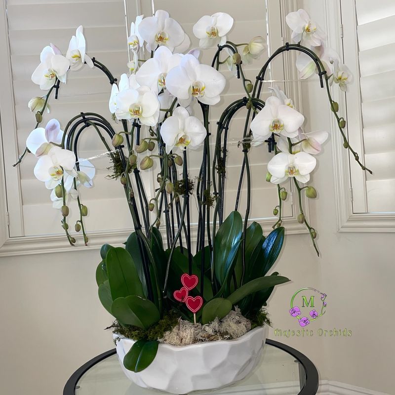 Majestic Orchid