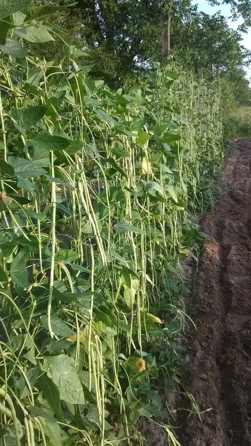 Yardlong Beans