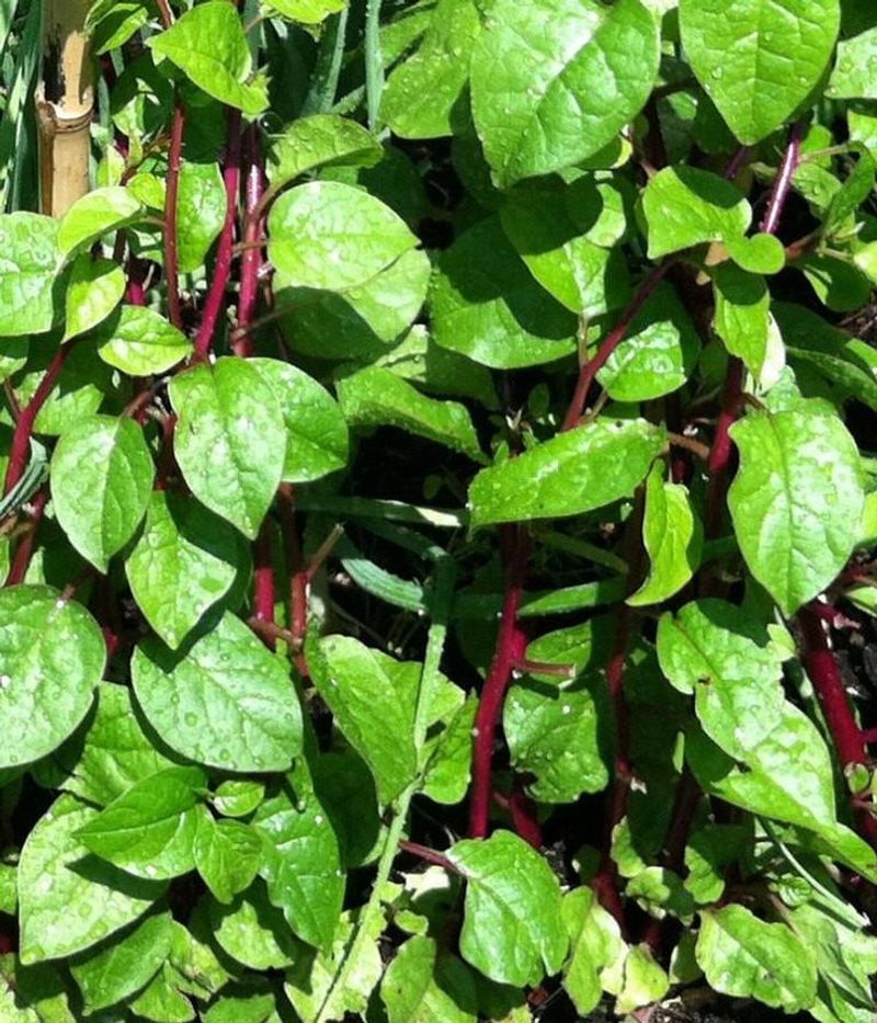 Malabar Spinach