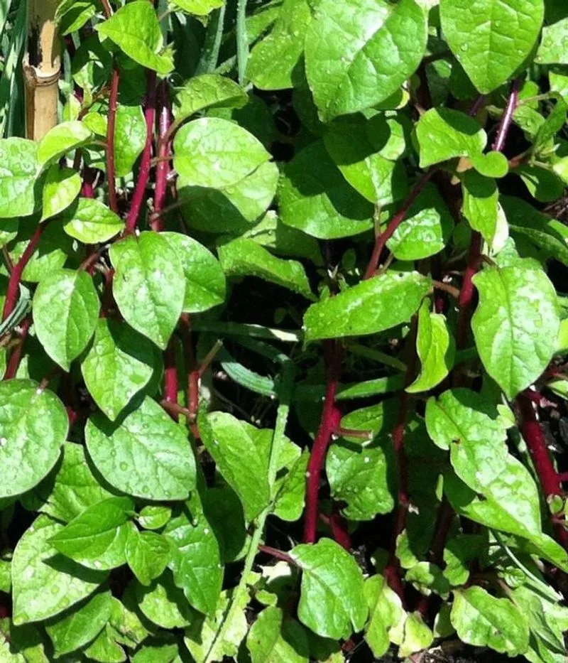 Malabar Spinach