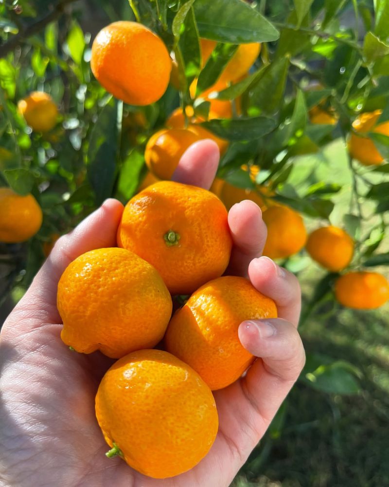 Mandarin Orange Tree