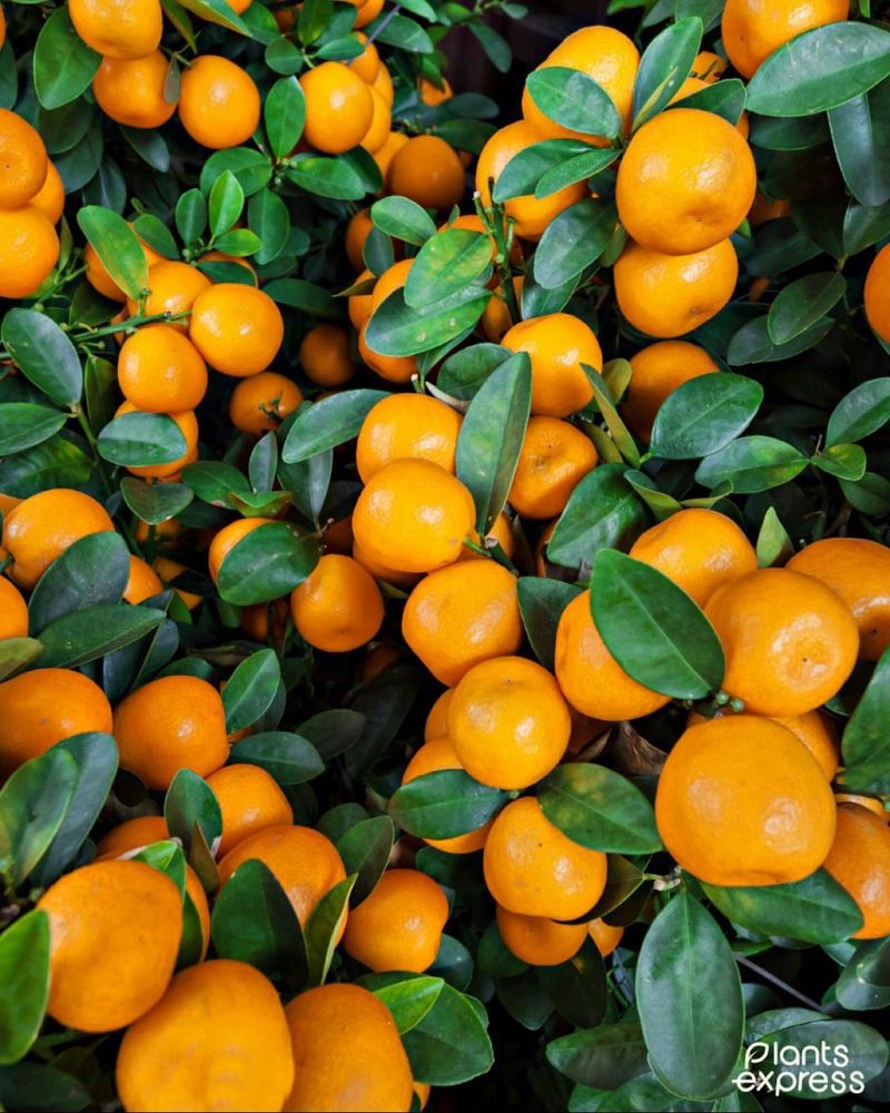 Mandarin Orange