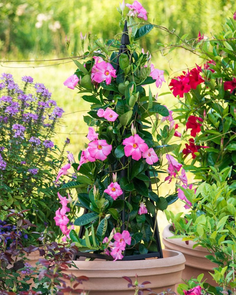 Mandevilla