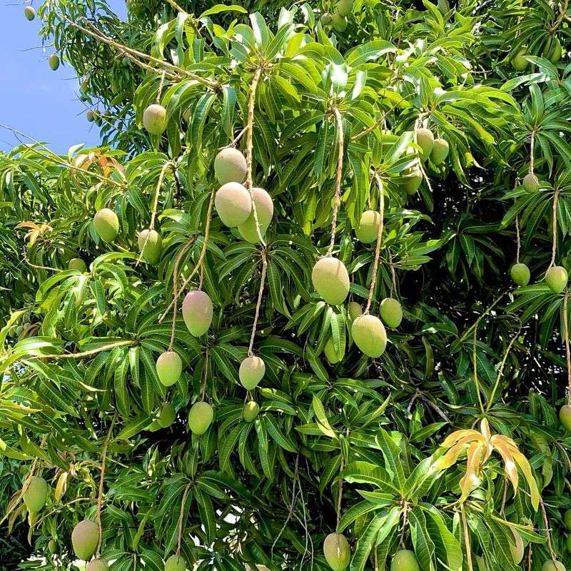 Mango Tree