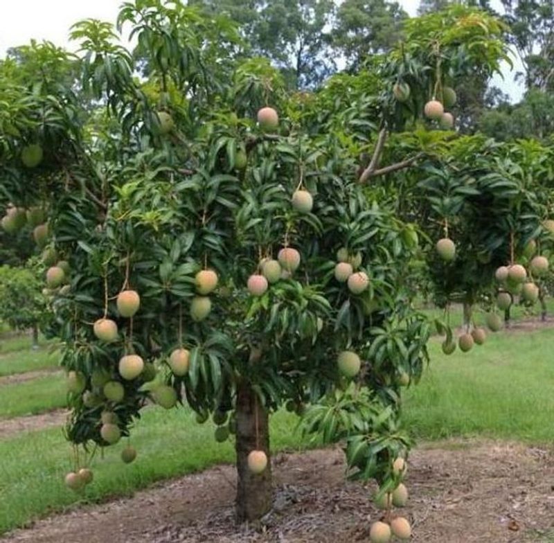 Mangoes