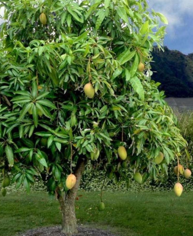 Mangos