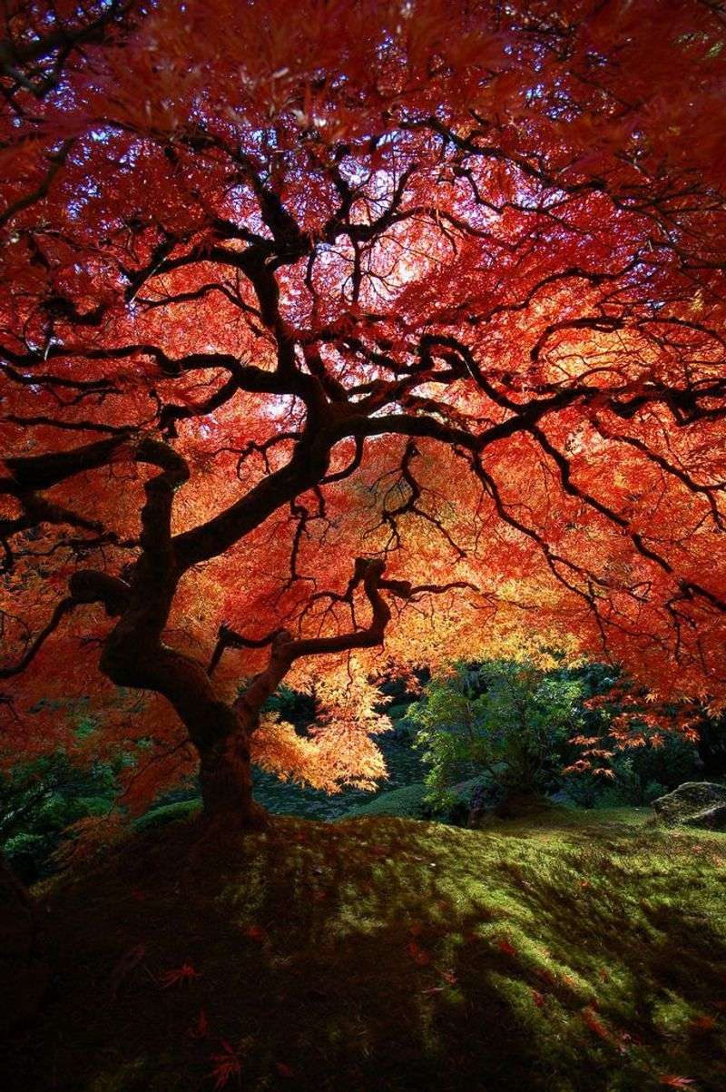 Maple Tree