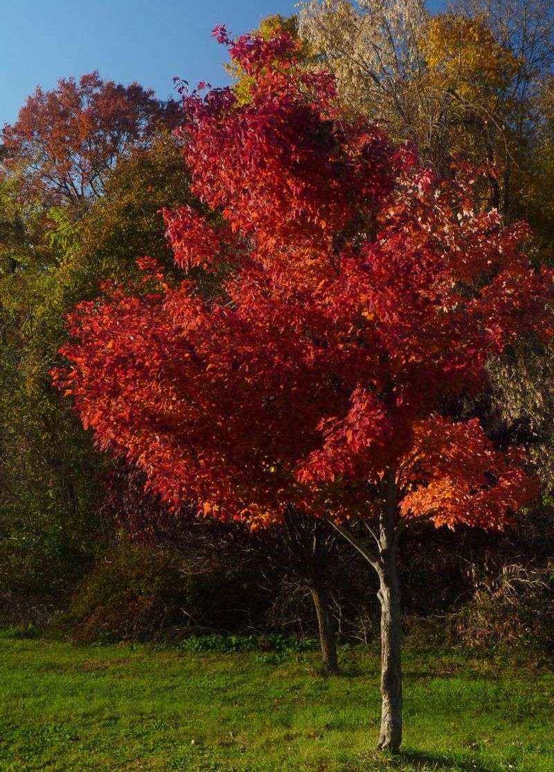 Maple Trees