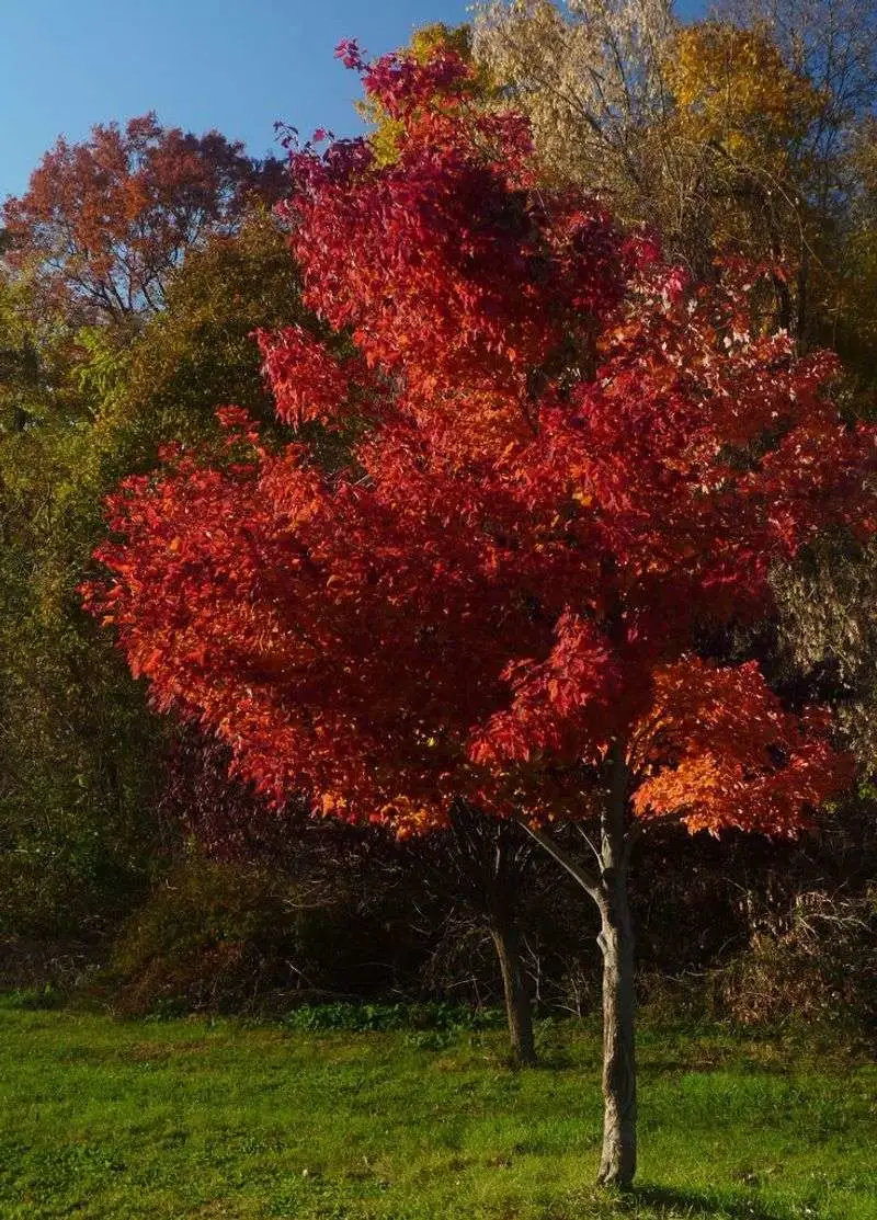 Maple Trees