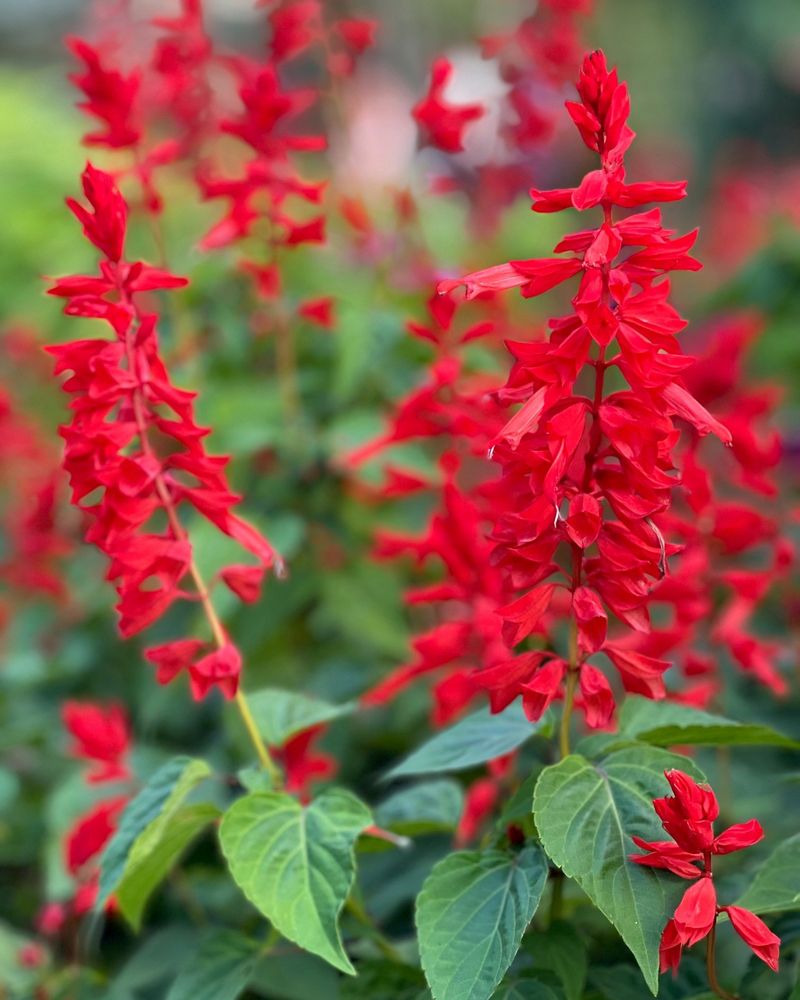 Scarlet Sage (Salvia splendens)