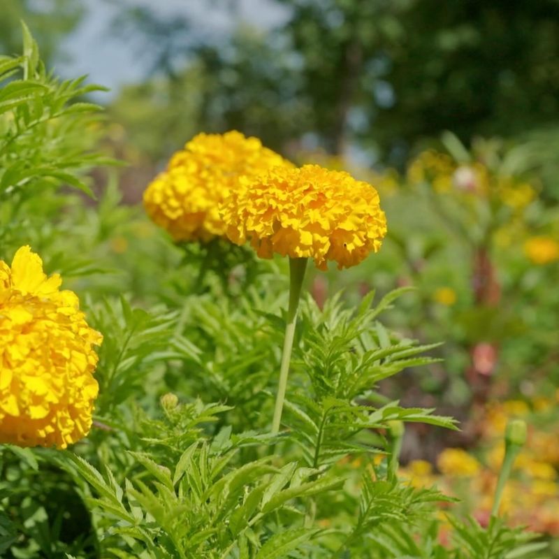 Marigold