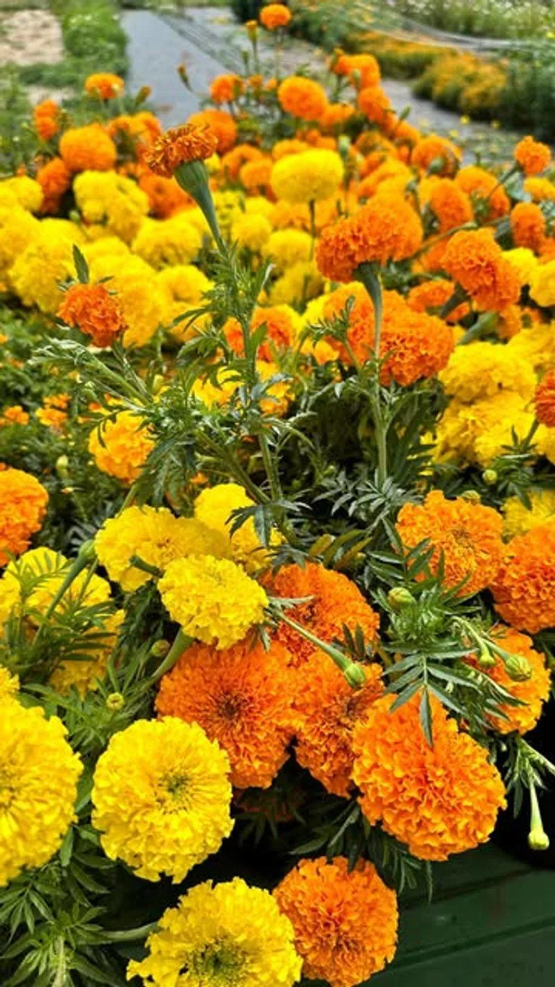 Marigold