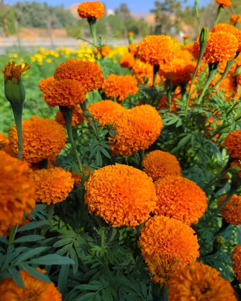 Marigold