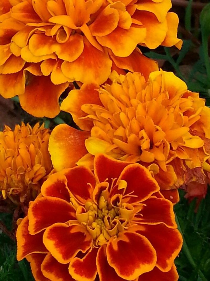 Marigold
