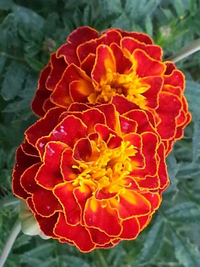 Marigold