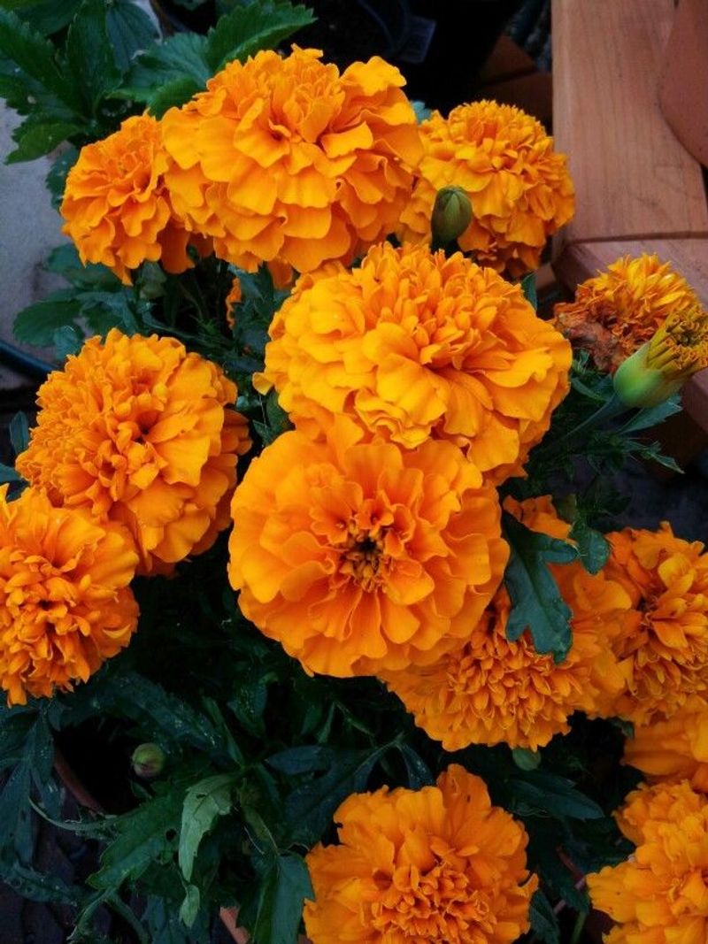 Marigold