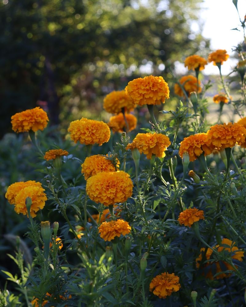 Marigold