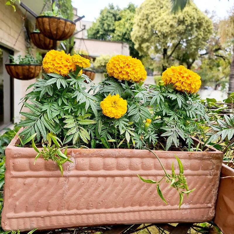 Marigold