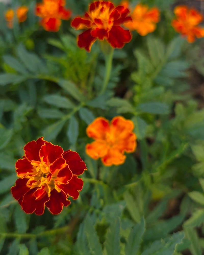 Marigold