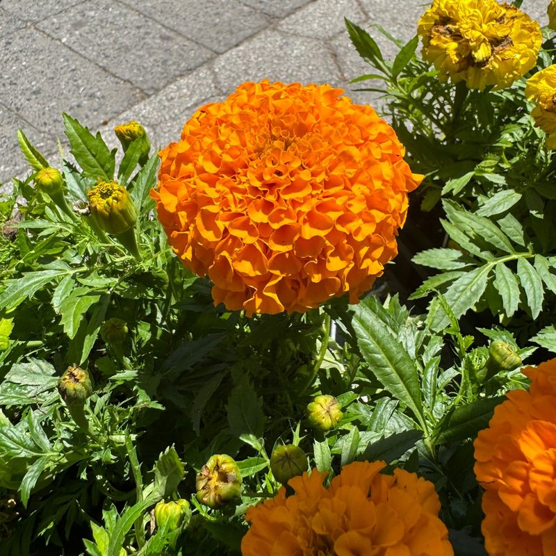 Marigold Delight