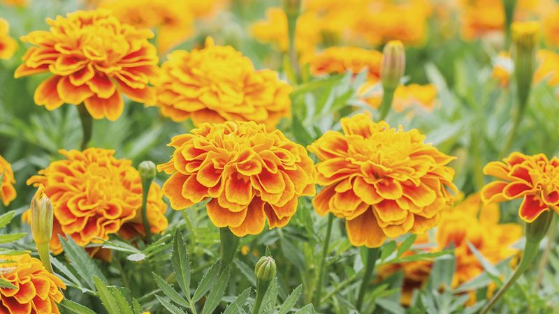Marigold as Pest Deterrent