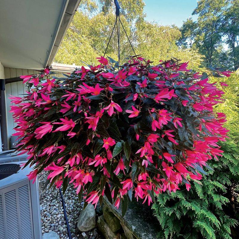 Begonias