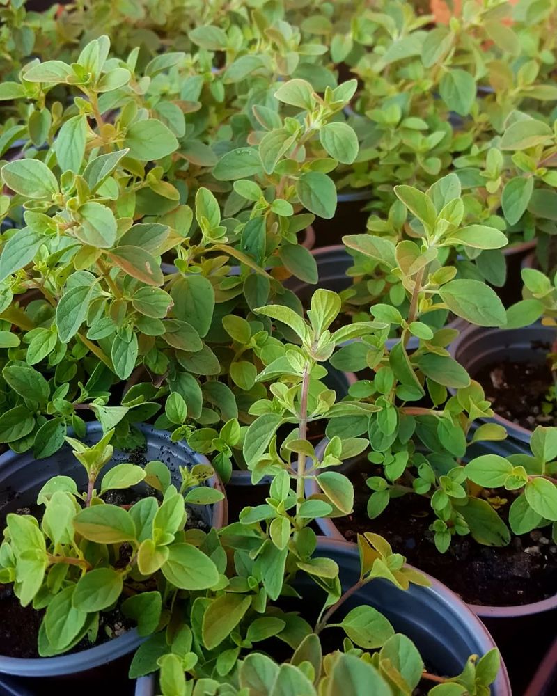 Marjoram