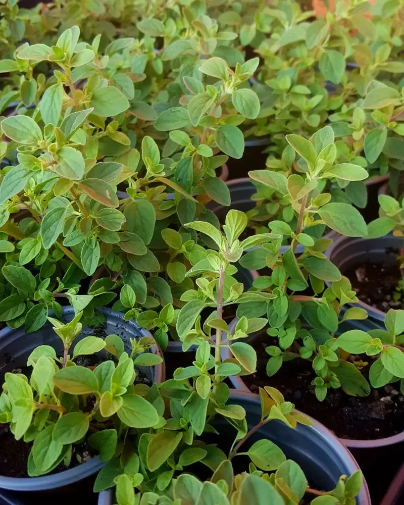Marjoram