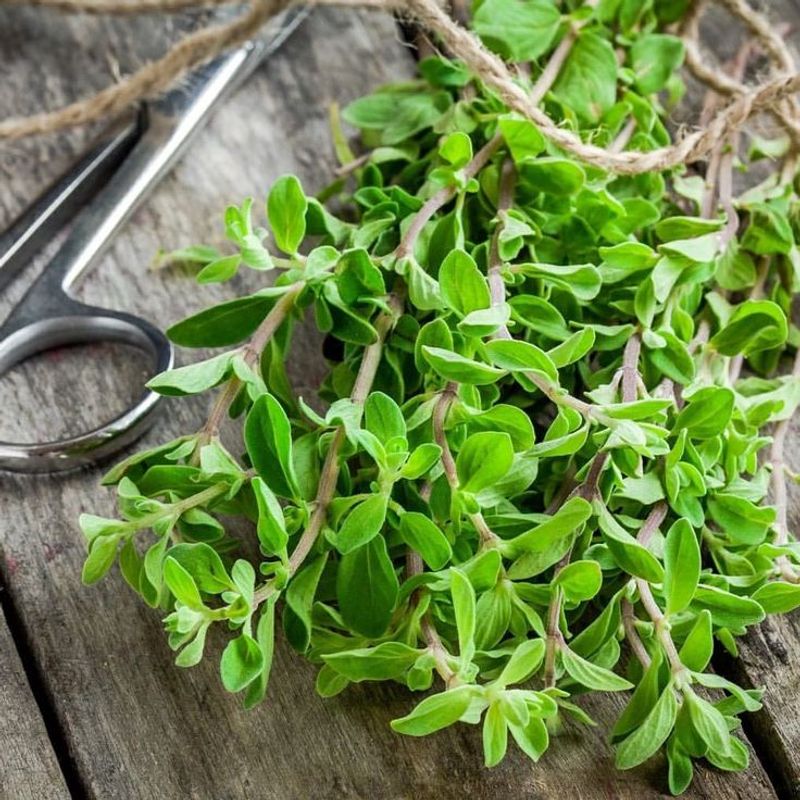 Marjoram
