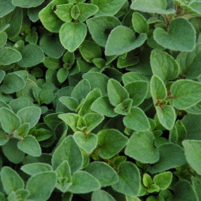 Marjoram