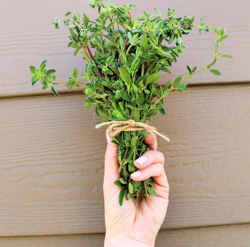 Marjoram