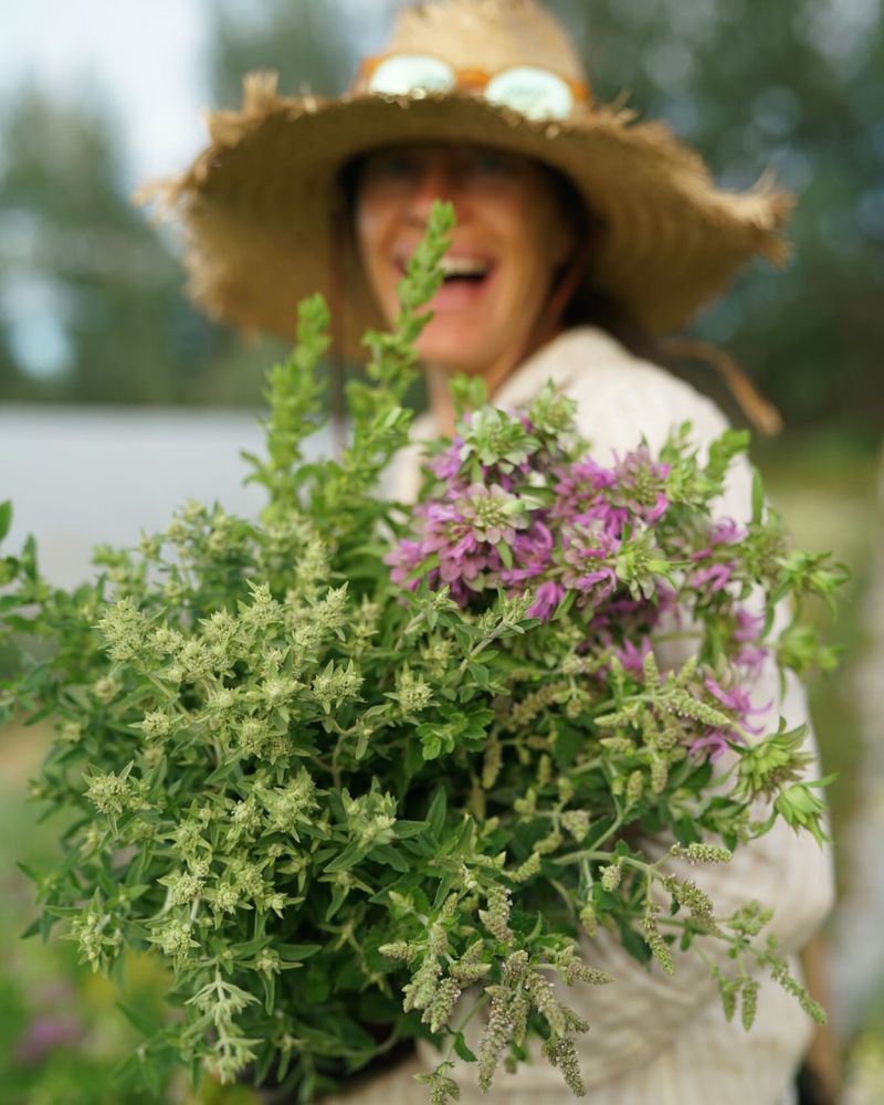 Marjoram