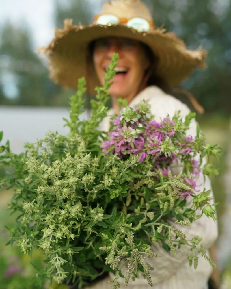 Marjoram