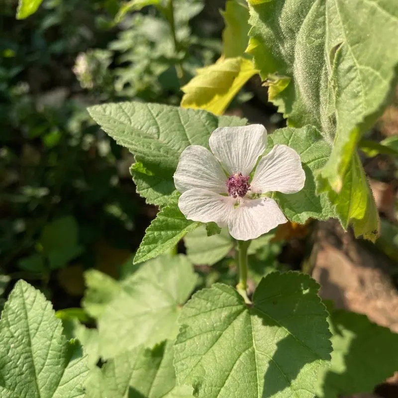 Marshmallow Root