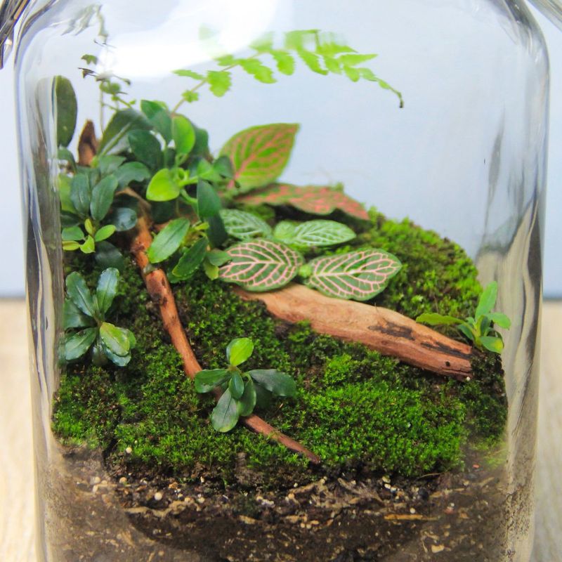 Mason Jar Gardens