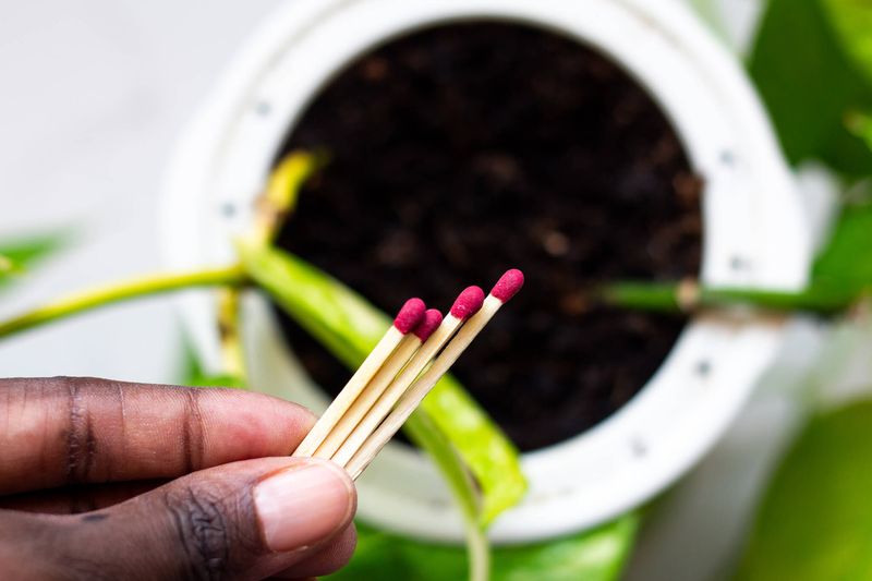 Matchsticks for Pest Control